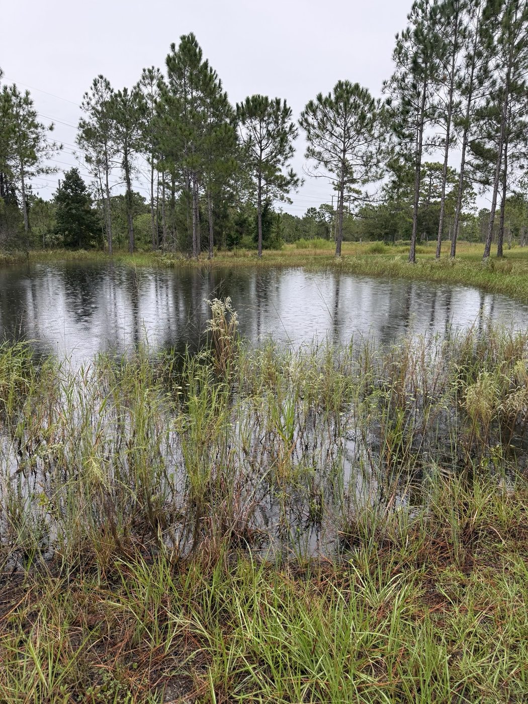 A white wading bird among pines at the edge of a pond