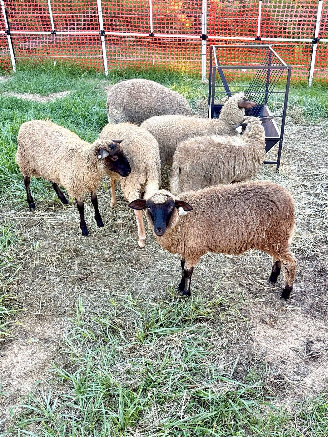 Heritage sheep grazing on green pasture