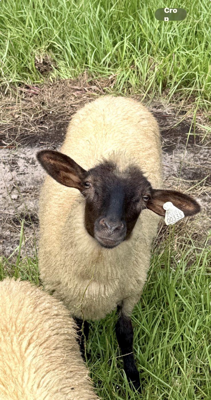 Close-up of a black-faced Florida Cracker sheep